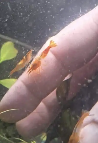 Orange Rili Aquarium Shrimp, View more