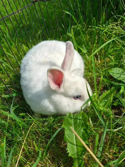 Dwarf Bunny Rabbit, View more