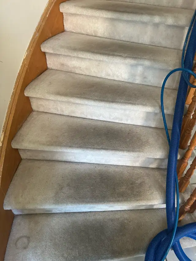sofa & carpet shampoo 605939388908185602