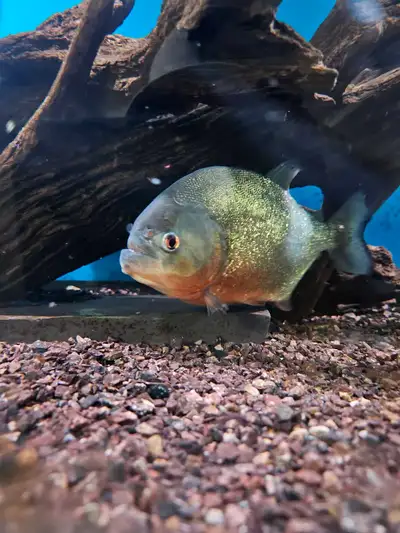 piranha xxl , View more