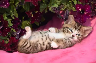 Munchkin Kittens, true rug huggers !, View more