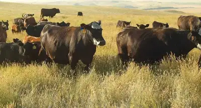 160 acres of prime pasture land available for rent 10 km north of gibbons, perfect for grazing cattl...