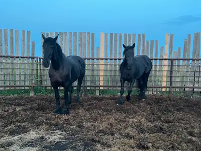 black Percheron mares, View more