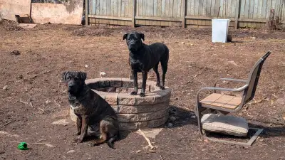 I have 11 Puppies that need forever homes. They are Burnese mountain dog x cane corso x boerboel. Sh...