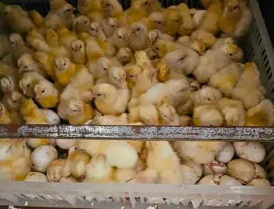 layers chicks , View more