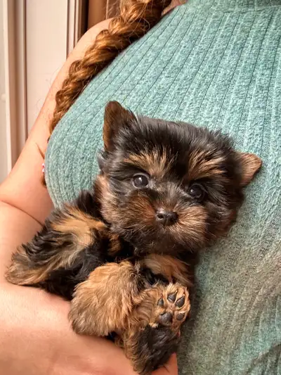 Micro Yorkie Puppy- under 3lb, View more