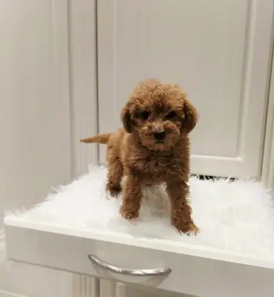 Mini Goldendoodle Puppies, View more