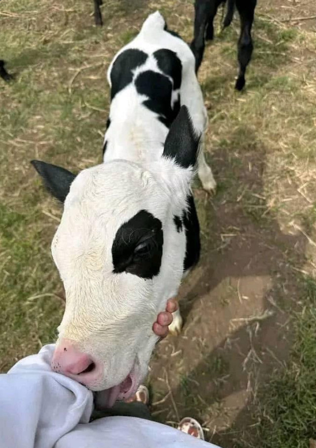 Calves available  in Livestock in City of Toronto - Image 2
