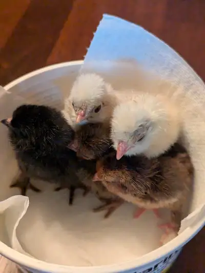 3 Polish mix Chicks. Mother is a black polish. Possibly pure polish but no guarantee. For sure 50% P...