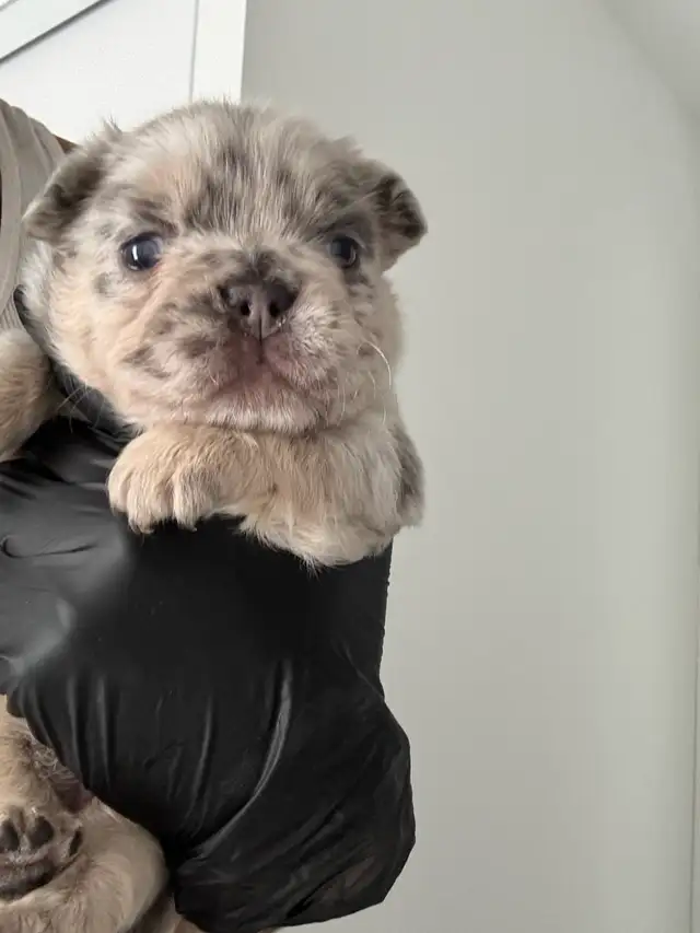 Frenchie Puppies For Sale in Dogs & Puppies for Rehoming in City of Toronto - Image 6