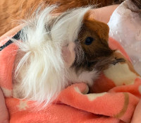 Bonded male guinea pigs pair