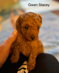 Caniche nain Toy poodle