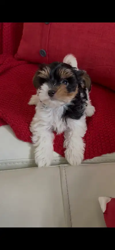 Morkie Biewer, View more