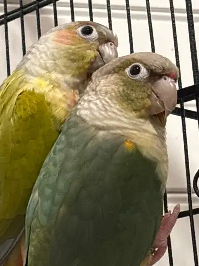 Couple de conures manipulables mais un peu craintifs, View more