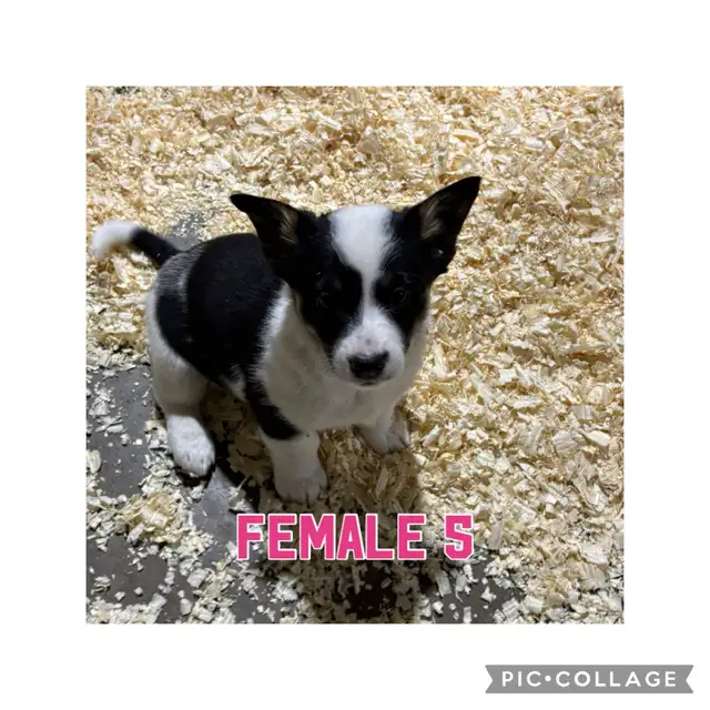 Merle Corgi Pups Only 2 Left in Dogs & Puppies for Rehoming in Red Deer - Image 4
