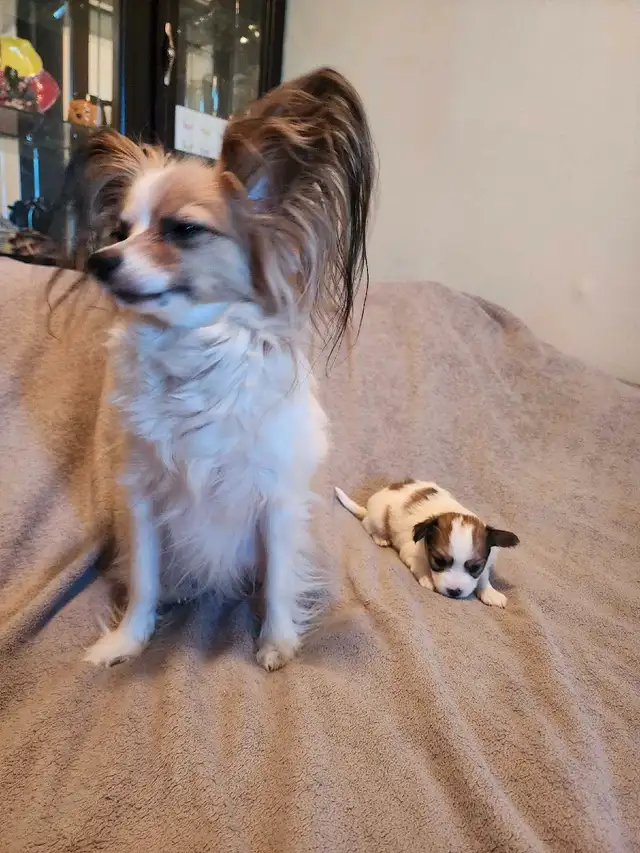 papillon puppies in Dogs & Puppies for Rehoming in Mississauga / Peel Region - Image 7