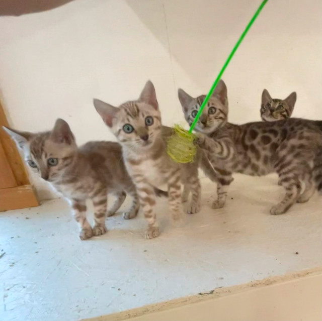 TICA Registered Bengal kittens in Cats & Kittens for Rehoming in Saskatoon - Image 2