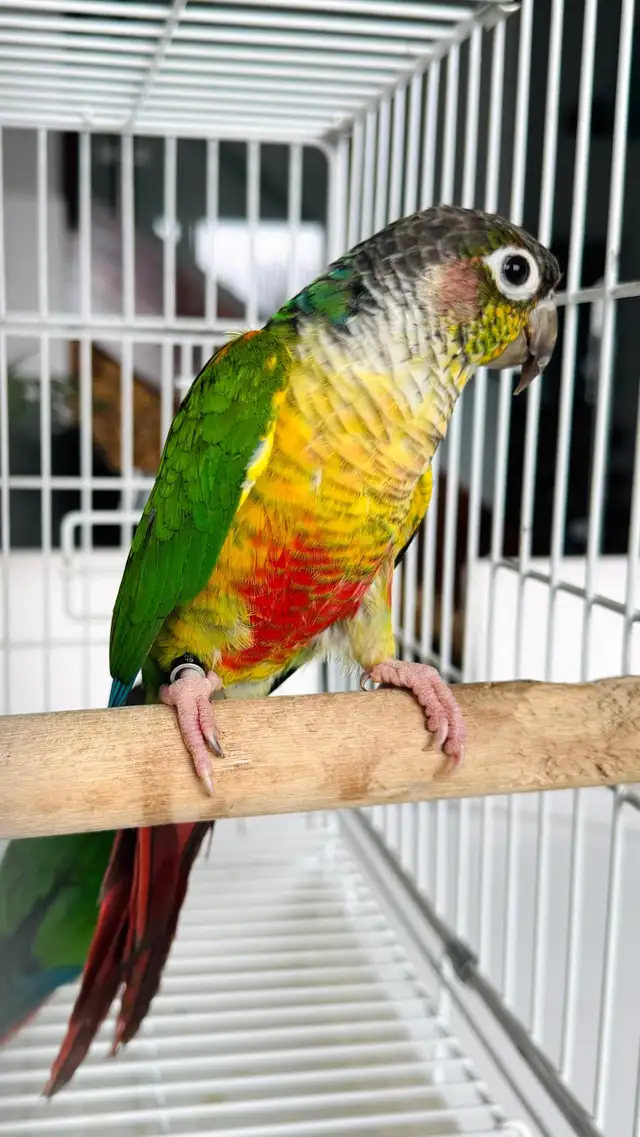 downsizing aviary  in Birds for Rehoming in Calgary - Image 9