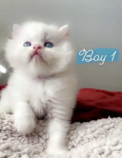 New LITTER KITTENS! Litter trained, 1 month old, D-wormed, Very sweet, loves to cuddle and play with...