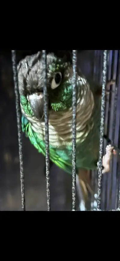  Turquoise Male Conure, View more
