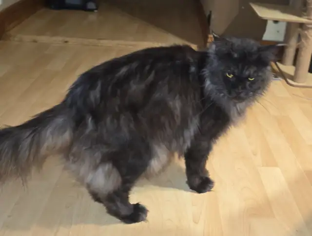 Retired Registered Purebred Maine Coon in Cats & Kittens for Rehoming in North Bay - Image 6