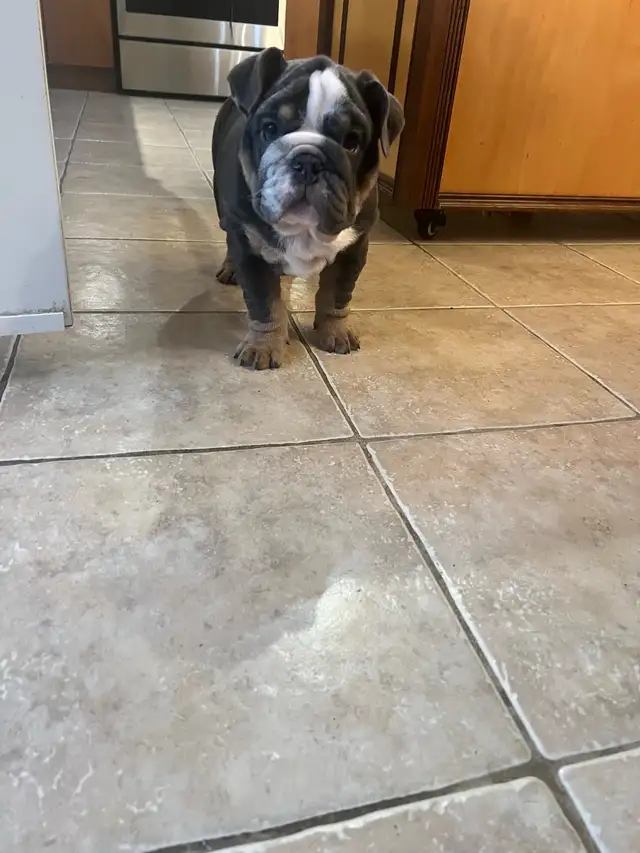 bouledogue anglais/ English bulldog in Dogs & Puppies for Rehoming in Laval / North Shore - Image 5