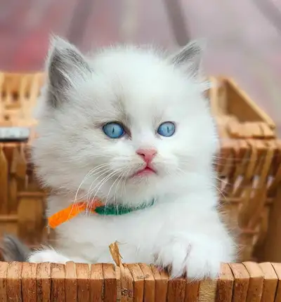 READY pure RAGDOLL Kittens, View more