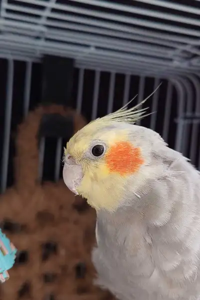 Tamed Male Cockatiel 9 months old, View more