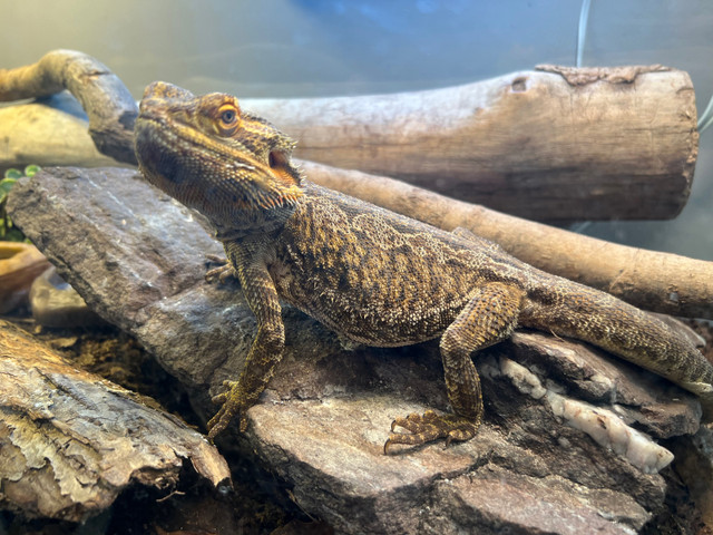 Bearded Dragon with Bioactive Terrarium in Reptiles & Amphibians for Rehoming in Kingston