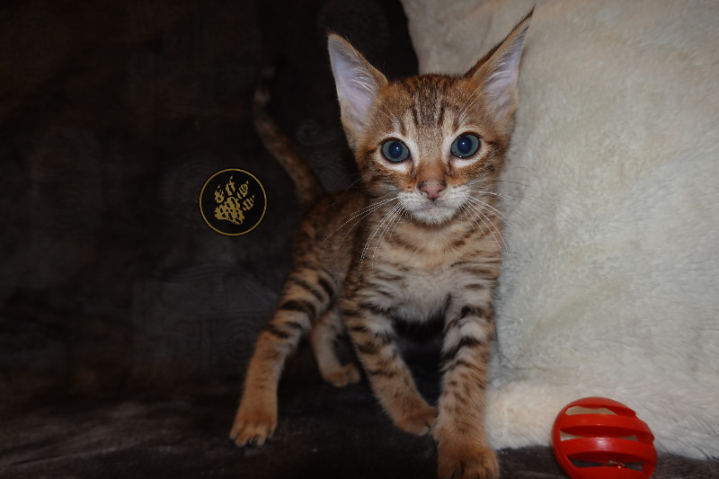 10 Stunning F6 & F8 Savannah Kittens TICA REGISTERED! Cats & Kittens