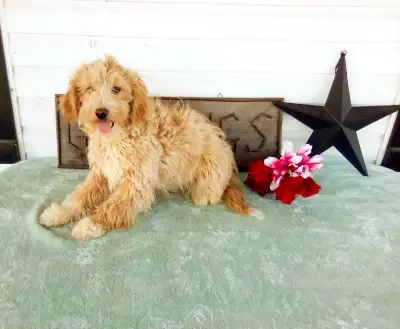 Mini Golden doodles!!, View more