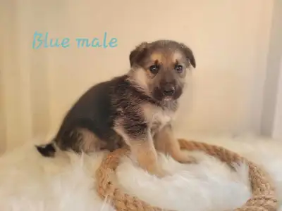 German Shepherd Puppies, View more