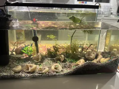 Six shell dweller and their shells 12 total for sale