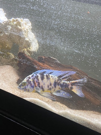 Male OB Peacock Cichlid 