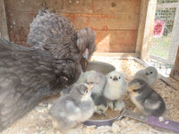 Silkie/Bantam chicks and rooster