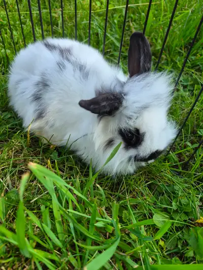 Baby LionLop Bunny Rabbits, View more