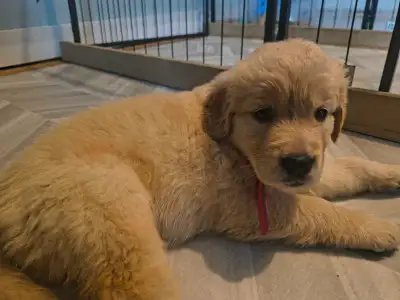 Golden Aussiedoodle Puppies From Cornwall Ontario but possibly able to meet for delivery. Puppy Info...