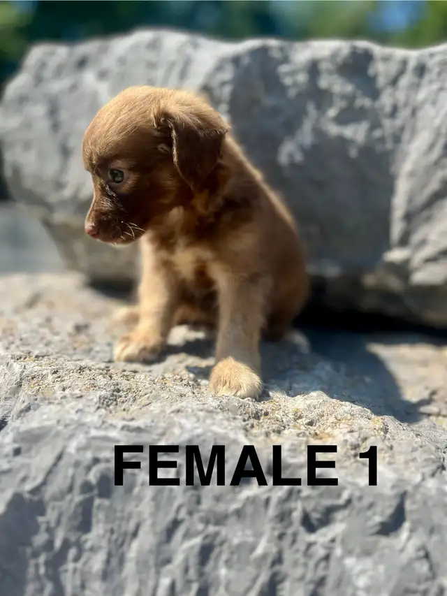 Chihuahua (Deer Head) Terrier (Toy Fox) Puppies AVAILABLE in Dogs & Puppies for Rehoming in London - Image 7