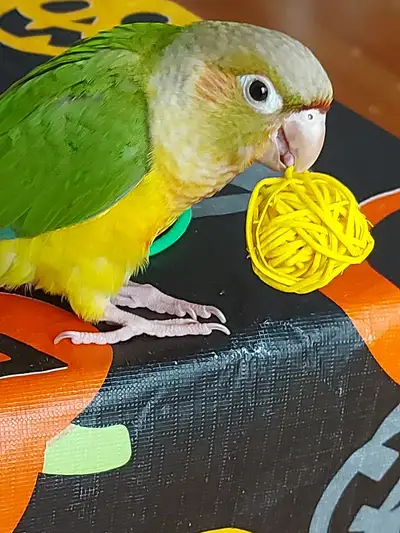 Oiseaux : conures et kakariki, View more