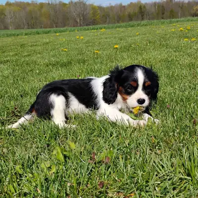 Cavalier King Charles spaniel puppies!, View more