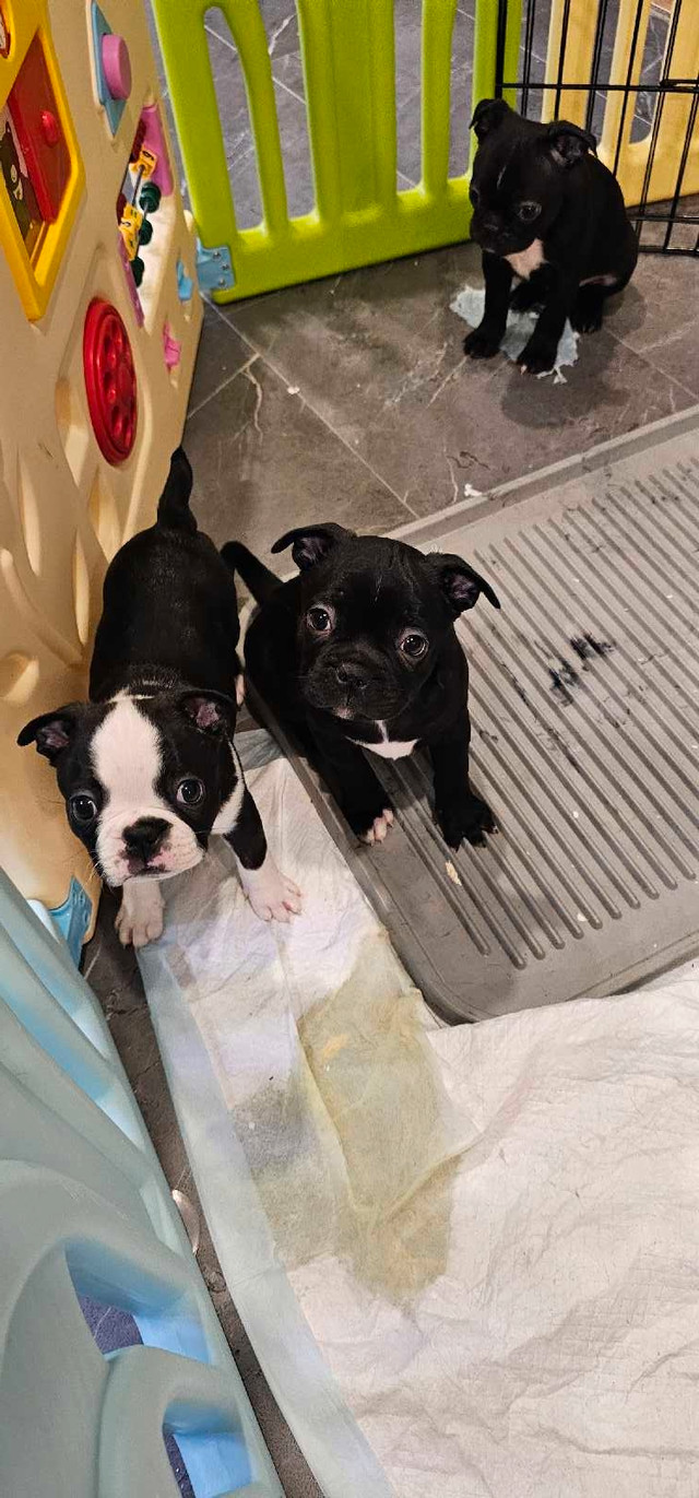 Boston Terrier Pug ready May 3rd in Dogs & Puppies for Rehoming in Moose Jaw - Image 2