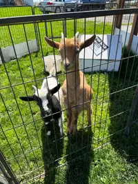 Pair of fixed boys - pure Nigerians goats 