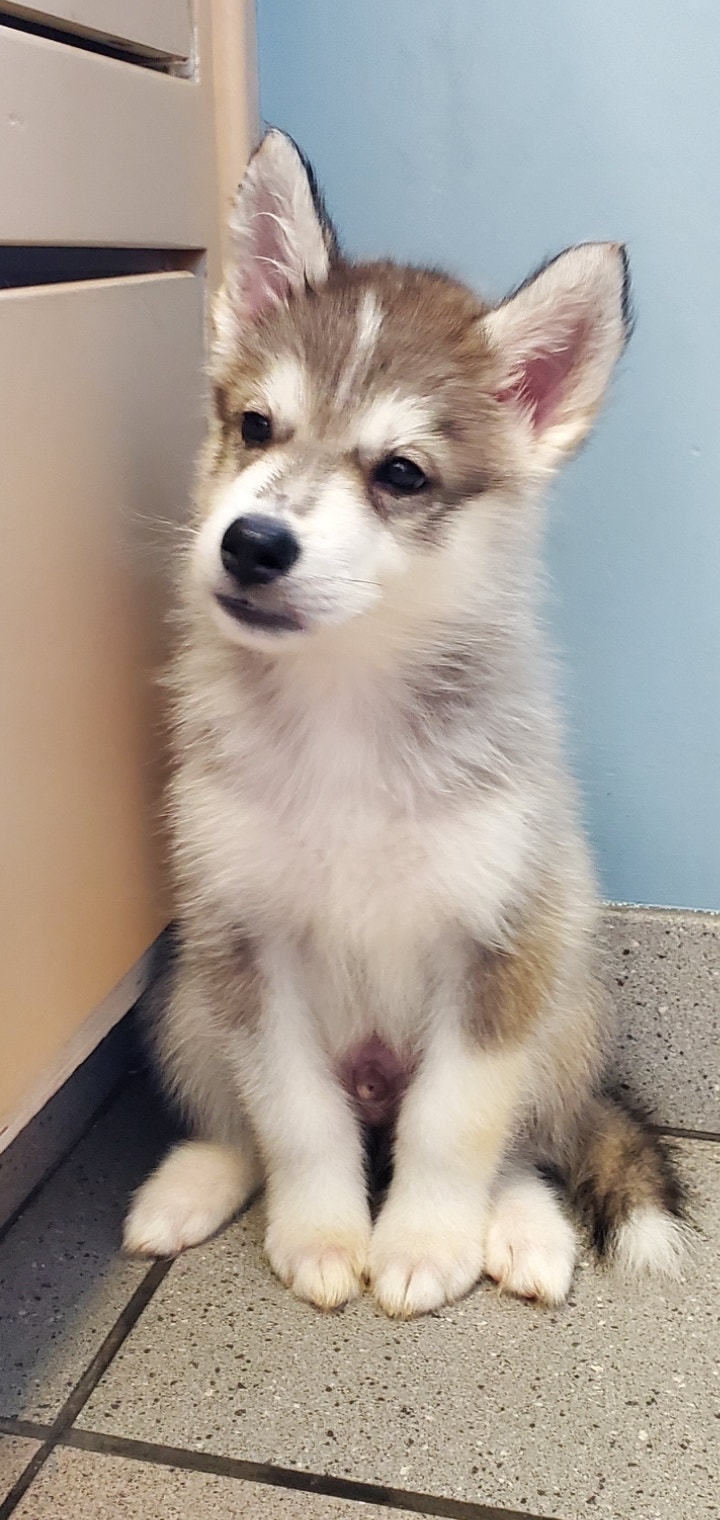 Husky puppy's Vaccine/Dewormer/Chipped Dogs & Puppies for Rehoming