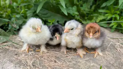 bantam cochins, View more