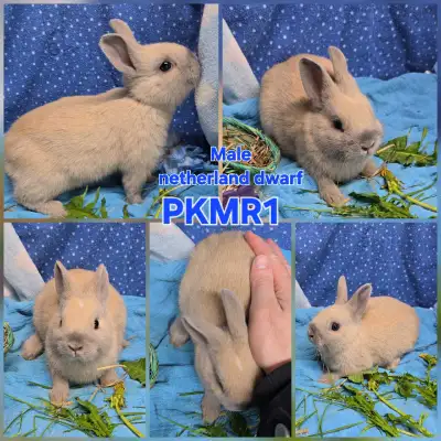 Tiny netherland dwarf bunnies, View more