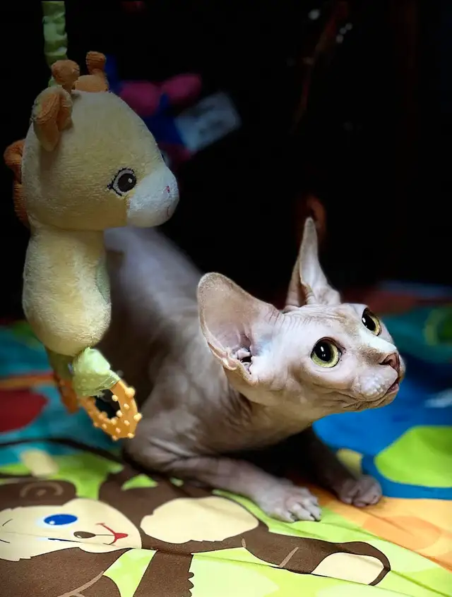 chaton sphynx-elf  in Cats & Kittens for Rehoming in Lanaudière - Image 9