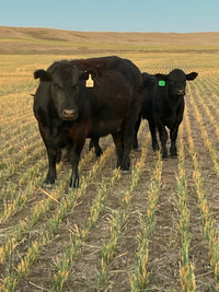 130 Black Angus Cow/calf Pairs
