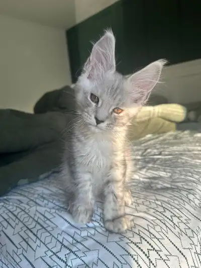 Mainecoon kitten 10 wks, View more
