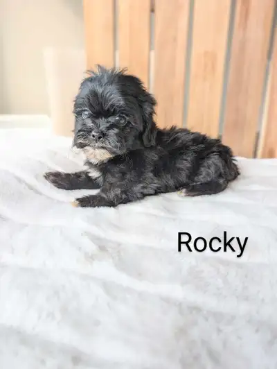 Adorable Shi-Poo Pups! ONLY 3 LEFT!, View more