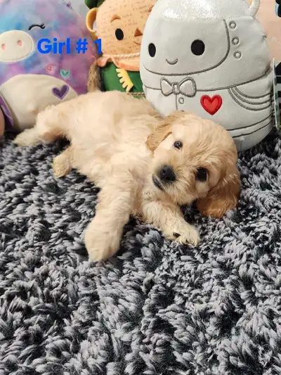 Cockapoo Puppies, View more